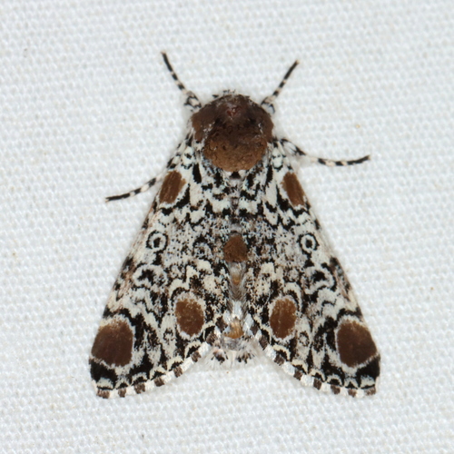 Harris's Three-Spot photo 6