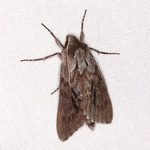 Northern Pine Sphinx photo 3