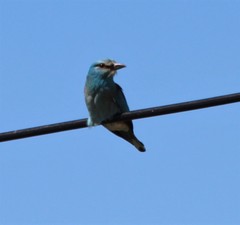 Coracias garrulus garrulus