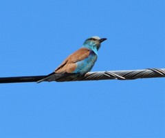 Coracias garrulus garrulus