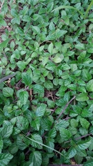 Parietaria officinalis