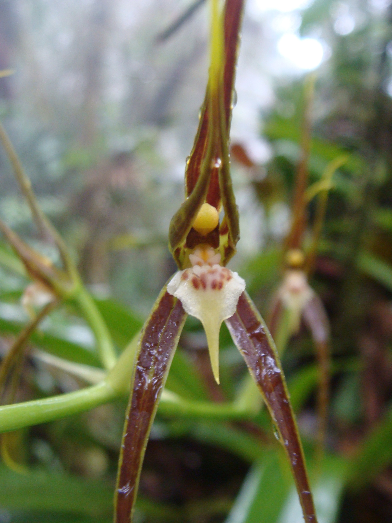 Brassia ocanensis Lindl. 3