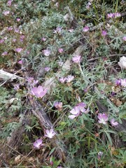 Sidalcea glaucescens