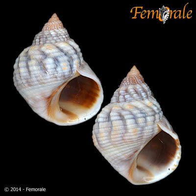 Echinolittorina