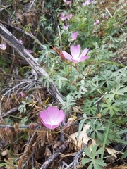 Sidalcea glaucescens