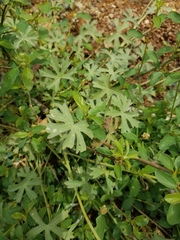Sidalcea glaucescens
