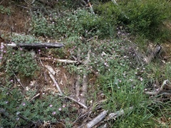 Sidalcea glaucescens