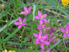 Zeltnera beyrichii