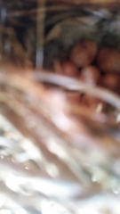 Troglodytes aedon parkmanii