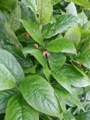 Lonicera alpigena