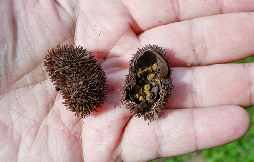 Bixa urucurana (Bixa urucurana)