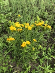 Lithospermum caroliniense