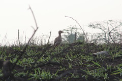 Burhinus bistriatus