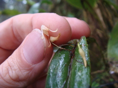 Pleurothallis anceps