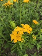 Lithospermum caroliniense