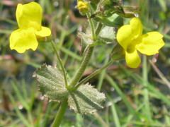 Angiospermae