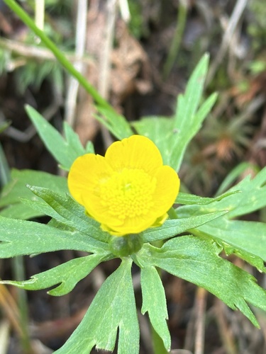 East Asian globe-flower (Trollius shinanensis)