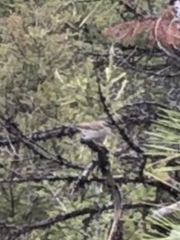 Spizella passerina