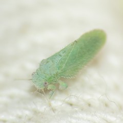 Aphalaroida spinifera