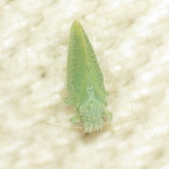 Aphalaroida spinifera