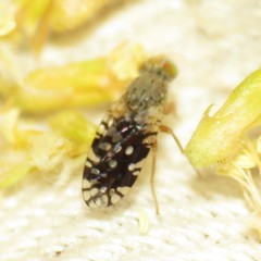 Euaresta bellula