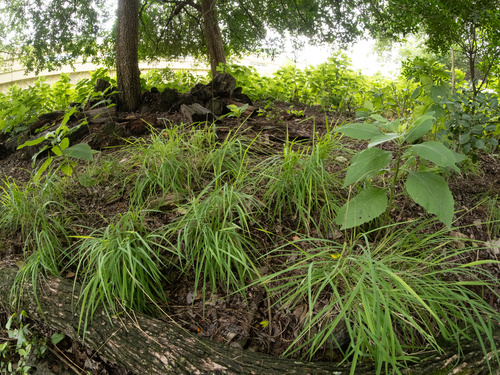 Bunch cutgrass (Leersia monandra)