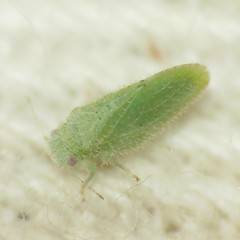 Aphalaroida spinifera