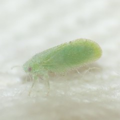 Aphalaroida spinifera