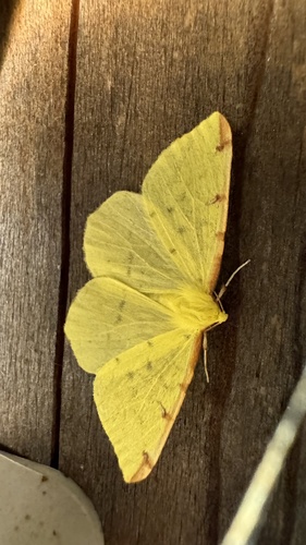 Brimstone moth