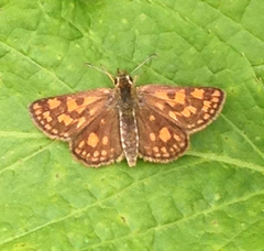 Carterocephalus mandan