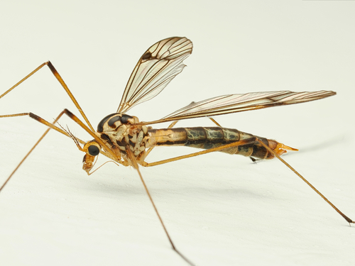 four-spotted cranefly, photo 4 of 8