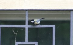 Parus major