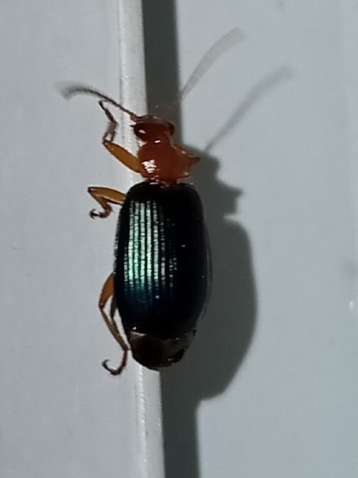 Large Foliage Ground Beetle