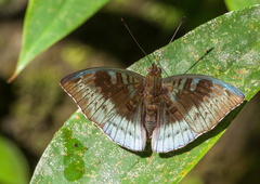 Euthalia monina monina