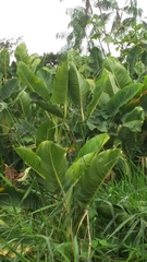 Dieffenbachia tonduzii