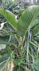 Dieffenbachia tonduzii