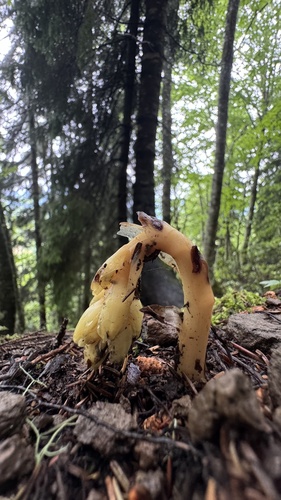hniliak smrekový (Monotropa hypopitys)