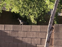 Geococcyx californianus