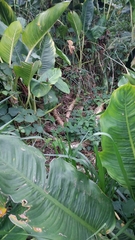 Dieffenbachia tonduzii