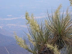 Beaucarnea