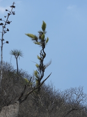 Beaucarnea