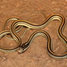 Orange-striped Ribbonsnake - Photo (c) Kory Roberts, some rights reserved (CC BY-NC), uploaded by Kory Roberts