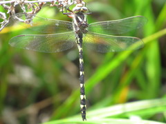 Cordulegaster bilineata