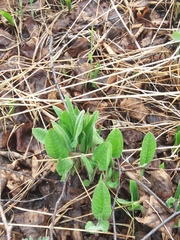 Saussurea pseudotilesii