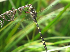Cordulegaster bilineata