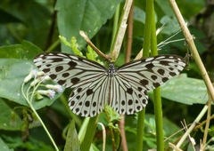 Ideopsis gaura