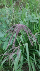 Paspalum virgatum