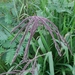 Sword Grass - Photo (c) Andrei, some rights reserved (CC BY-NC), uploaded by Andrei