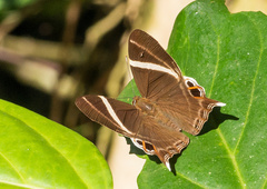 Abisara neophron