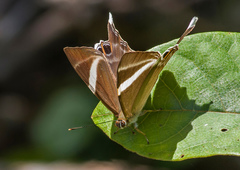 Abisara neophron